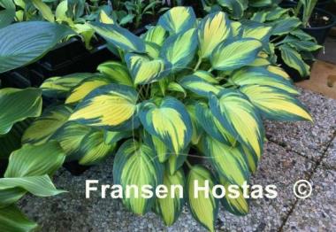 Hosta Remember Me