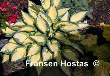 Hosta Remember Me