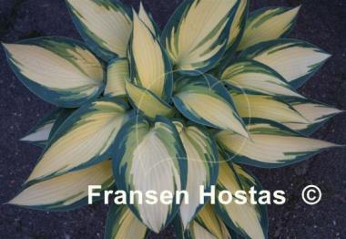 Hosta Remember Me