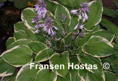 Hosta Renge Ki Nakafu