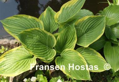 Hosta Renge Ki Nakafu