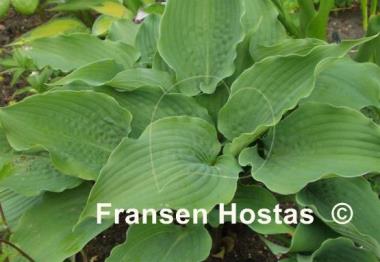 Hosta Reptillian