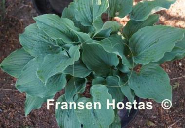 Hosta Reptillian