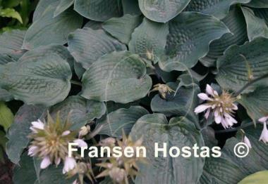 Hosta Reptillian