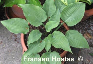 Hosta Reptillian