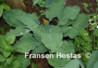 Hosta Reptillian