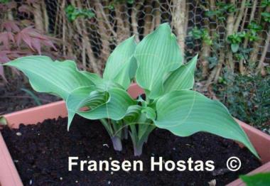 Hosta Reptillian