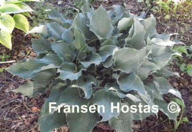 Hosta Restless Sea