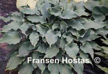Hosta Restless Sea