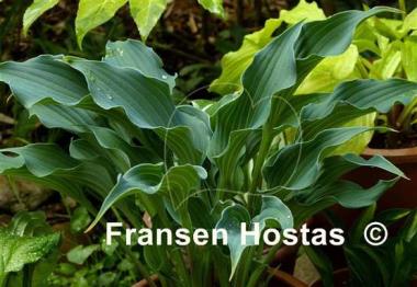 Hosta Restless Sea