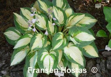 Hosta Reversed
