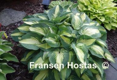 Hosta Reversed