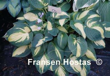 Hosta Reversed