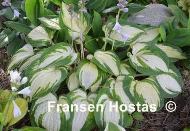 Hosta Reversed