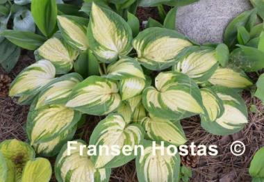 Hosta Reversed