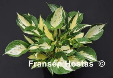 Hosta Revolution