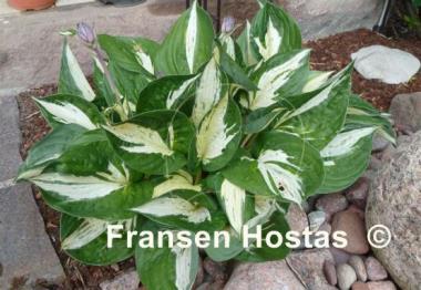 Hosta Revolution