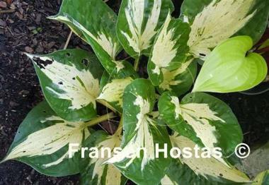 Hosta Revolution