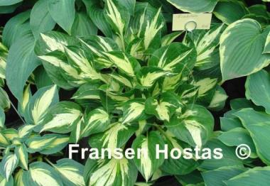 Hosta Revolution