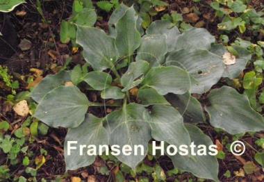 Hosta Rhapsody in Blue