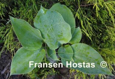 Hosta Rhapsody in Blue