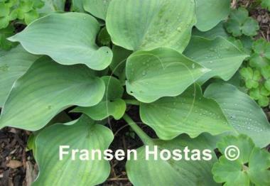 Hosta Rhapsody in Blue