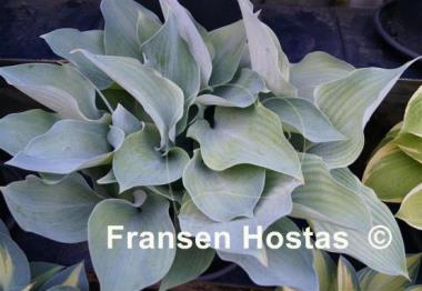 Hosta Rhapsody in Blue