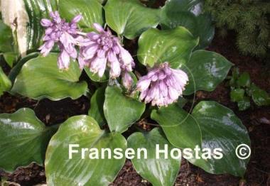 Hosta Rhapsody in Blue