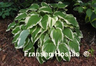 Hosta Rhapsody