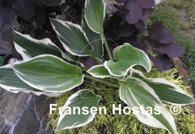 Hosta Rhapsody