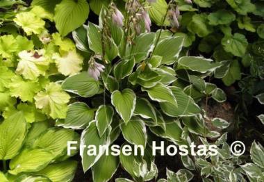 Hosta Rhapsody