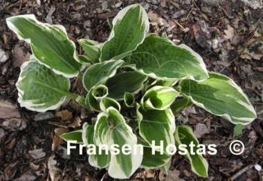 Hosta Rhapsody