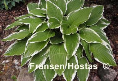 Hosta Rhapsody