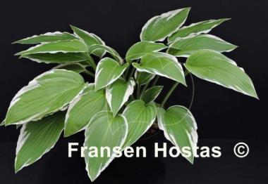 Hosta Rhapsody