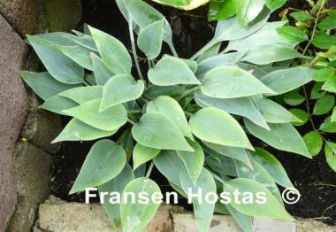 Hosta Rhein