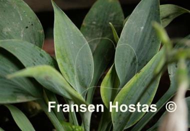 Hosta Rhein