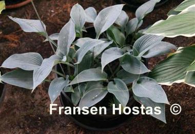 Hosta Rhein