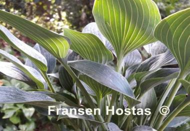 Hosta Rhein