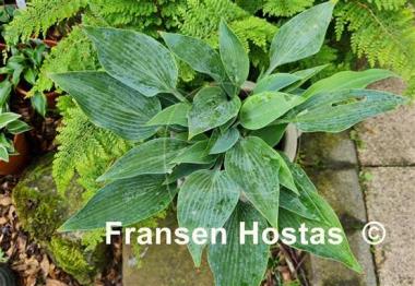 Hosta Rhein