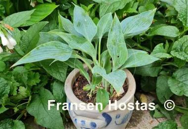 Hosta Rhein