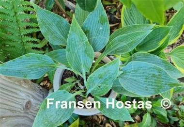 Hosta Rhein
