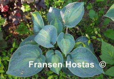 Hosta Rhino Hide