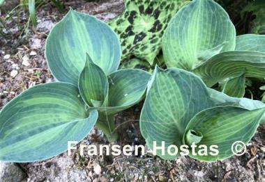 Hosta Rhino Hide