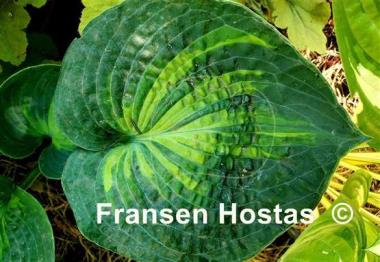 Hosta Rhino Hide