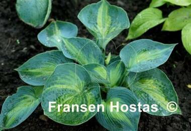 Hosta Rhino Hide