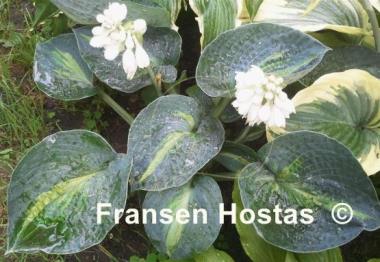 Hosta Rhino Hide