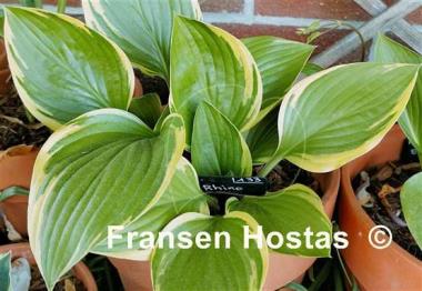 Hosta Rhino