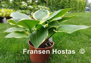 Hosta Rhino