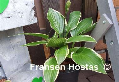 Hosta Rhino