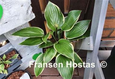 Hosta Rhino